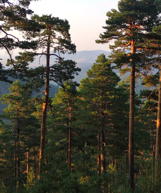 Pinar en la Sierra de Guadarrama